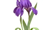 Iris' Cleaning Service