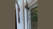 Mr. Window Cleaner