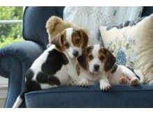 Pet Odor Removal
